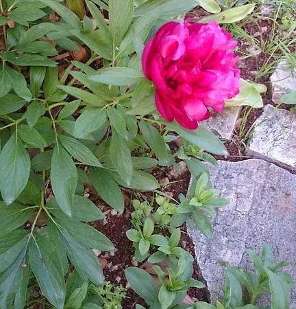 דירה And Antonio זאדאר