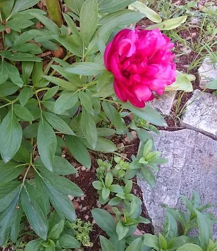 Apartmán And Antonio Zadar